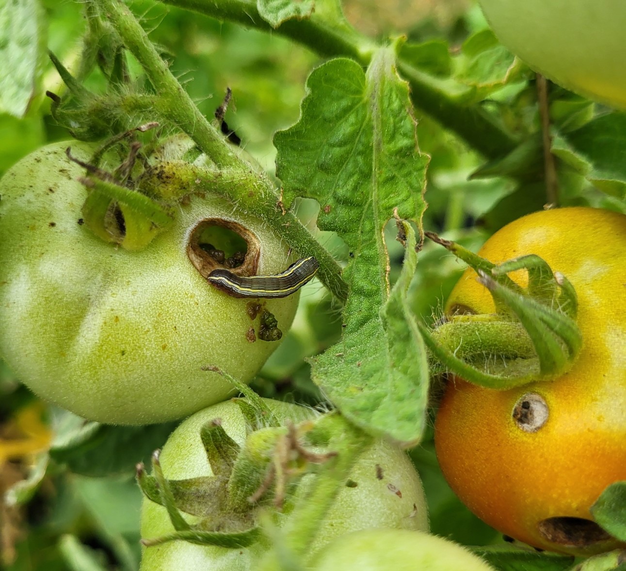 A yellow-striped armyworm feeding on a tomato.